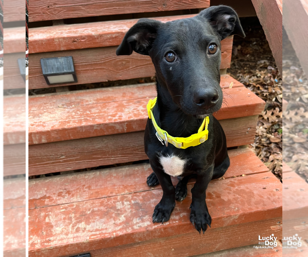 Medium Photo #3 Labrador Retriever-Retriever  Mix Puppy For Sale in Washington, DC, USA