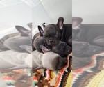 Small French Bulldog