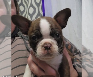 Boston Terrier Puppy for sale in NEWBURGH, IN, USA