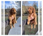 Puppy Denver Goldendoodle