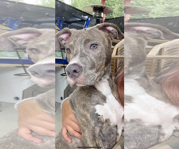 Medium Photo #8 Staffordshire Bull Terrier-Unknown Mix Puppy For Sale in Spring, TX, USA
