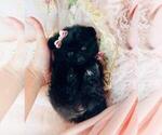 Small Photo #33 Pomeranian Puppy For Sale in WEST PALM BEACH, FL, USA