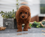 Small #2 Poodle (Miniature)