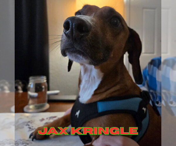 Medium Photo #7 Dachshund-Unknown Mix Puppy For Sale in San Antonio, TX, USA