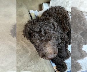 Poodle (Standard) Puppy for sale in HOPKINSVILLE, KY, USA
