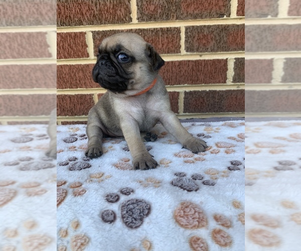Medium Photo #8 Pug Puppy For Sale in CHATTANOOGA, TN, USA