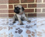 Small Photo #8 Pug Puppy For Sale in CHATTANOOGA, TN, USA
