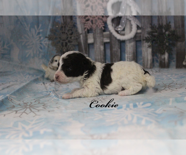 Medium Photo #17 Poodle (Toy) Puppy For Sale in CHANUTE, KS, USA