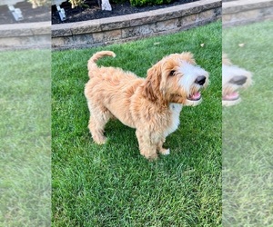 Goldendoodle Puppy for sale in NORTH ROYALTON, OH, USA