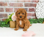 Small #15 Cavapoo (Miniature)