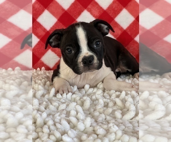 Medium Photo #4 Boston Terrier Puppy For Sale in MARTINSVILLE, IN, USA