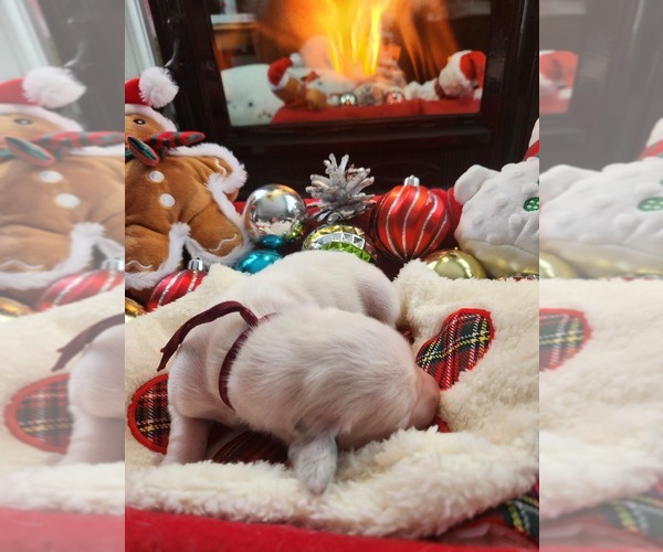 Medium Photo #2 Dalmatian Puppy For Sale in VASSALBORO, ME, USA