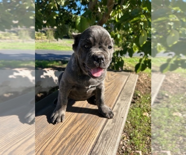 Medium Photo #2 Cane Corso Puppy For Sale in OCEANSIDE, CA, USA