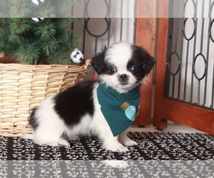 Shih Tzu Dog for Adoption in NAPLES, Florida USA