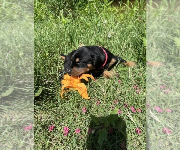 Medium Photo #4 Doberman Pinscher Puppy For Sale in BRINKLEY, AR, USA
