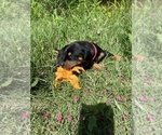 Small #3 Doberman Pinscher