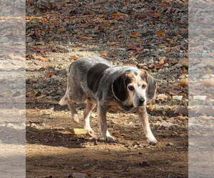 Beagle-Unknown Mix Dogs for adoption in Thomasville, NC, USA