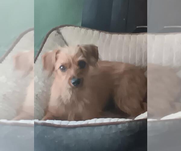 Medium Photo #4 Chihuahua-Unknown Mix Puppy For Sale in San Bernardino, CA, USA