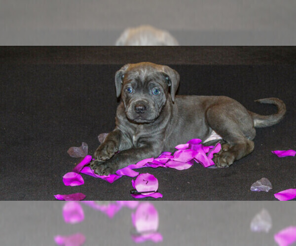 Medium Photo #2 Cane Corso Puppy For Sale in OAK LAWN, IL, USA