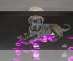 Small Photo #2 Cane Corso Puppy For Sale in OAK LAWN, IL, USA