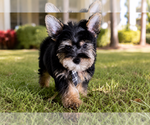 Small #3 Yorkshire Terrier