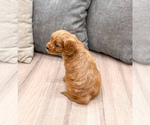 Small Photo #4 Cavapoo (Miniature) Puppy For Sale in MILLERSBURG, OH, USA