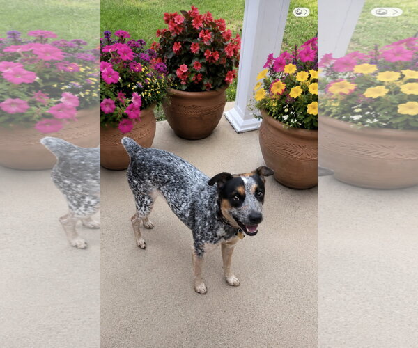 Medium Photo #1 Mutt Puppy For Sale in Euless, TX, USA