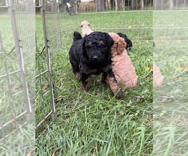 Medium Photo #1 Poodle (Miniature) Puppy For Sale in CONCORD, MN, USA