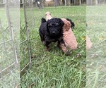 Puppy Puppy 1 Poodle (Miniature)