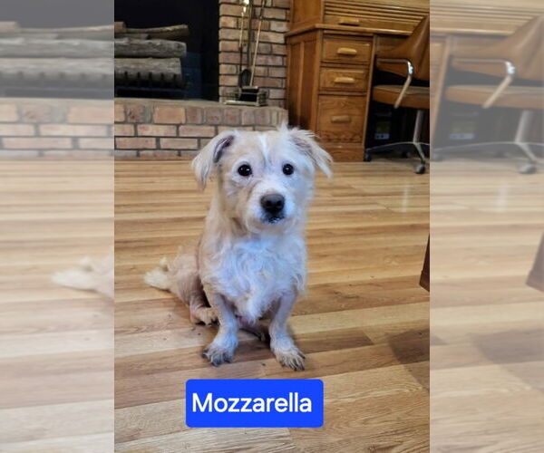 Medium Photo #2 Norfolk Terrier-Unknown Mix Puppy For Sale in Aurora, IN, USA