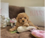 Small Photo #6 Cavapoo Puppy For Sale in CENTER, TX, USA