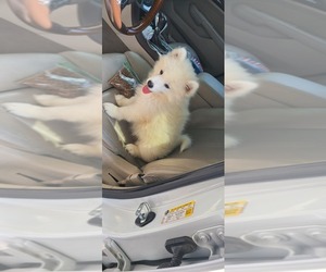 Samoyed Puppy for sale in ANTIOCH, CA, USA