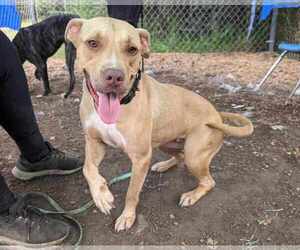 Fiona - Female Mutt Dog for Adoption - Photo #3