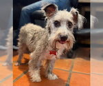 Small #5 Cairn Terrier Mix