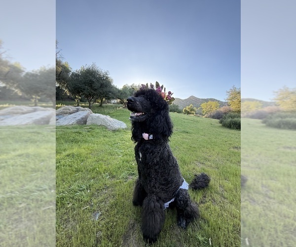 Medium Photo #1 Goldendoodle Puppy For Sale in MORENO VALLEY, CA, USA