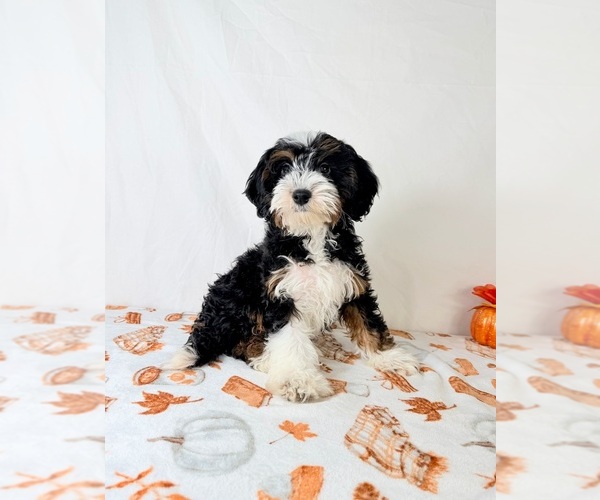 Medium Photo #2 Bernedoodle (Miniature) Puppy For Sale in GREENFIELD, IN, USA