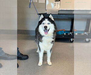 Siberian Husky Dogs for adoption in Waterford, VA, USA