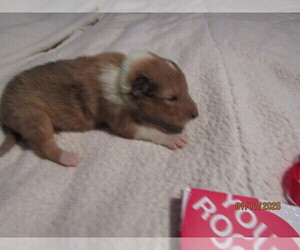 Collie Puppy for sale in HIGH POINT, NC, USA