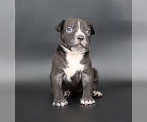 American Bully Puppy for sale in CHAMPAIGN, IL, USA