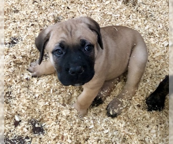 Medium Photo #3 Cane Corso Puppy For Sale in BEECH GROVE, IN, USA