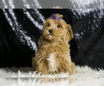 Small #2 Maltipoo
