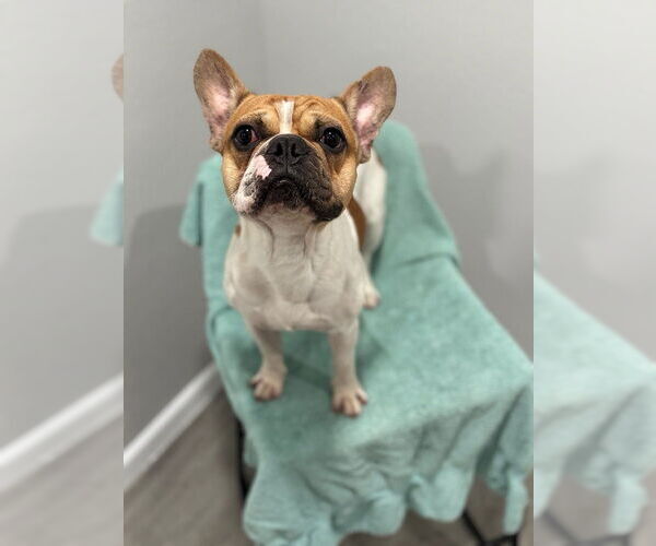 Medium Photo #1 French Bulldog Puppy For Sale in Oak Bluffs, MA, USA