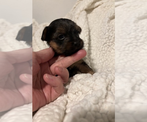 Medium Photo #1 YorkiePoo-Yorkshire Terrier Mix Puppy For Sale in VIRGINIA BEACH, VA, USA