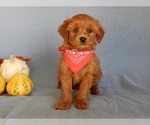Small Photo #5 Goldendoodle (Miniature) Puppy For Sale in MILLERSBURG, OH, USA