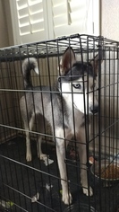 Siberian Husky Puppy for sale in VICTORVILLE, CA, USA