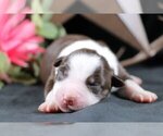 Puppy Ainsley Australian Shepherd