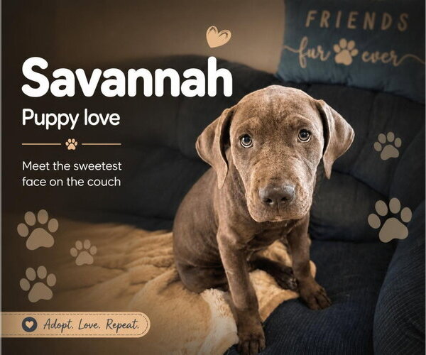 Medium Photo #3 Mastiff-Unknown Mix Puppy For Sale in Goodyear, AZ, USA