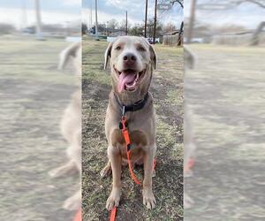 Labrador Retriever-Unknown Mix Dogs for adoption in San Antonio, TX, USA