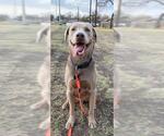 Small Labrador Retriever Mix
