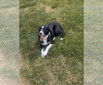 Small #6 Border Collie Mix
